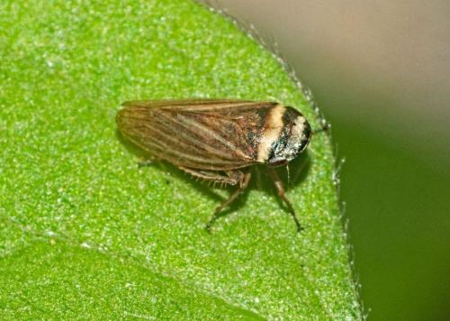 Aphrodes sp.
